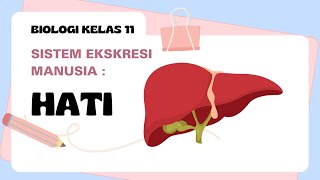 Sistem Ekskresi Manusia 'Organ Hati'  - Biologi Kelas 11 #biologi #kurikulum2013 #hati