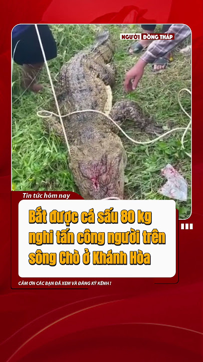 Khanh Hoa: Caught a 2.6m long crocodile appearing on Cho River | #thoisu #tintuc #tinong