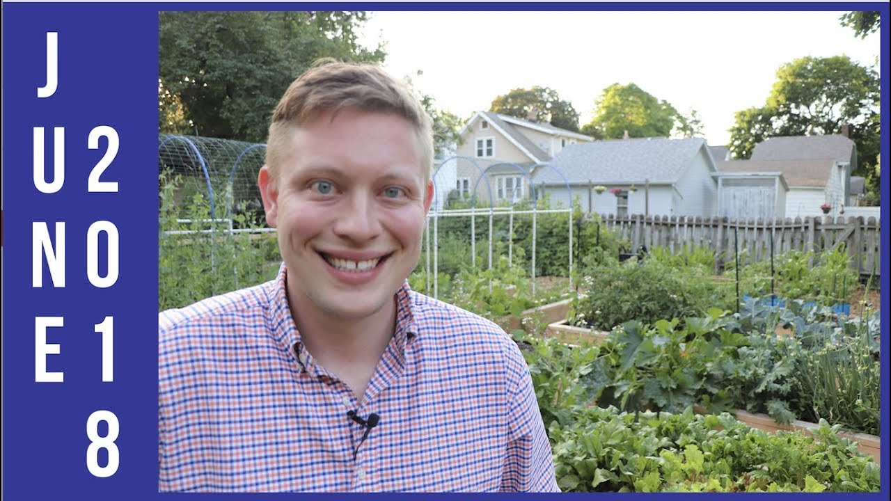 Gardening In Wisconsin Week 12 Of 30 June 2018 YouTube gardening-in-wisconsin-week-12-of-30-june-2018-youtube