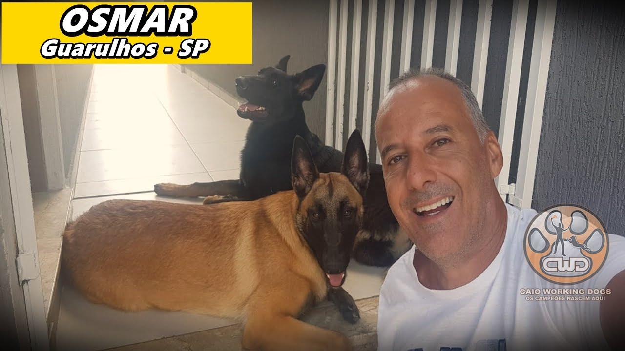 Osmar - Caso real de transformação com o CWD 15X15 pastor belga