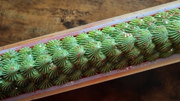 FIRST SOAP IN THE FALL COLLECTION | Cold Process Soap Making - Country Apple - Mountain View Soap