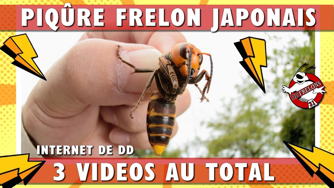 Piqûre de Frelon Japonais (Mes 3 tops vidéos 2018) YouTube — free download