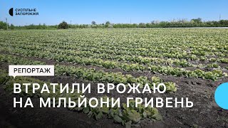 Втратили врожай на мільйони гривень: що робитимуть фермери Запорізької області та яка сума збитків