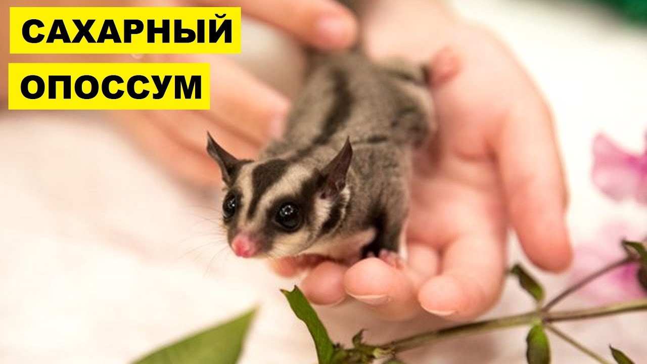 Сахарный опоссум в домашних условиях как домашний питомец - YouTube