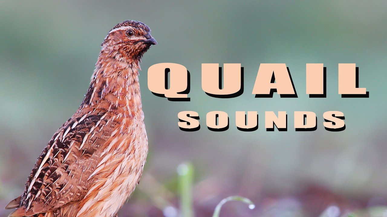 Common Quail Bird sounds from summer meadow