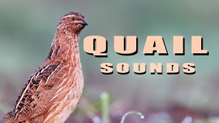 Common Quail. Bird sounds from summer meadow screenshot 1