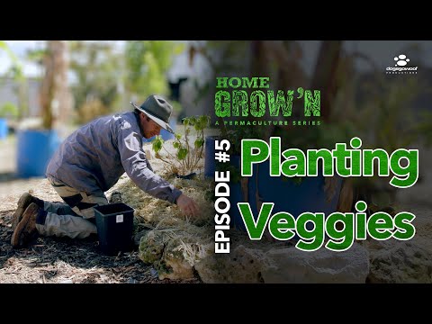 Ep #5 Planting Veggies that cool the house in summer | Home Grow'n