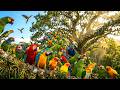 Relaxing Amazon Immersion • ASMR Life of Vibrant Parrots  | 4K ULTRA HD