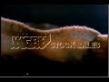 Undulating sea cucumber