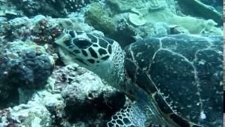 3 MINUTE GUIDE TO PALAU