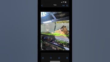 Planted Dragon Stone Aquarium Ai transformation! Enjoy Like and Sun for daily videos! #aquarium