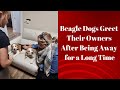 Beagle dogs greet their owners after being away for a long time