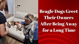 Beagle Dogs Greet Their Owners After Being Away for a Long Time