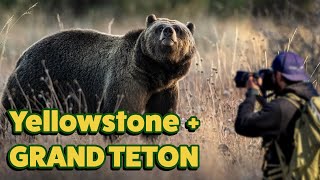 WILDLIFE PHOTOGRAPHY in Yellowstone and Grand Teton - Grizzly really close - Nikon Z9 Settings