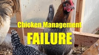 Using the deep litter method for over-wintering chickens is an excellent management strategy. If you don