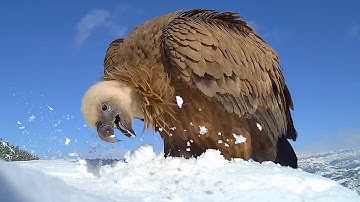Reolink Captures: Griffon Vulture Drinking Snow
