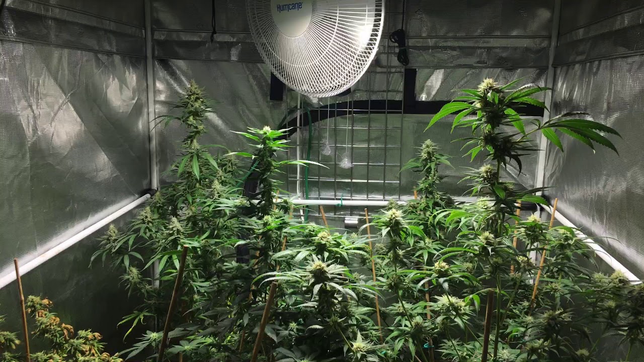 Growing Cannabis: Week 5 of Flower