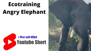 ecotraining | elephant |angry elephant | #shorts | #youtubeshorts | #shortsfeed