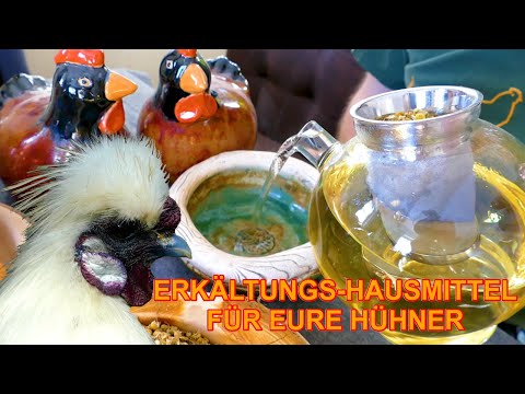 Video: Wie Behandelt Man Eine Erkältung Bei Einem Papagei?