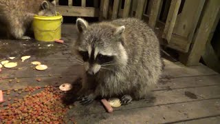 Tuesday Night with my Raccoon Friends