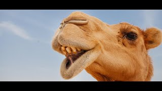 Corcundinhas Júnior