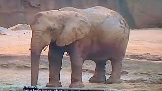 Brainy Baby Elephant