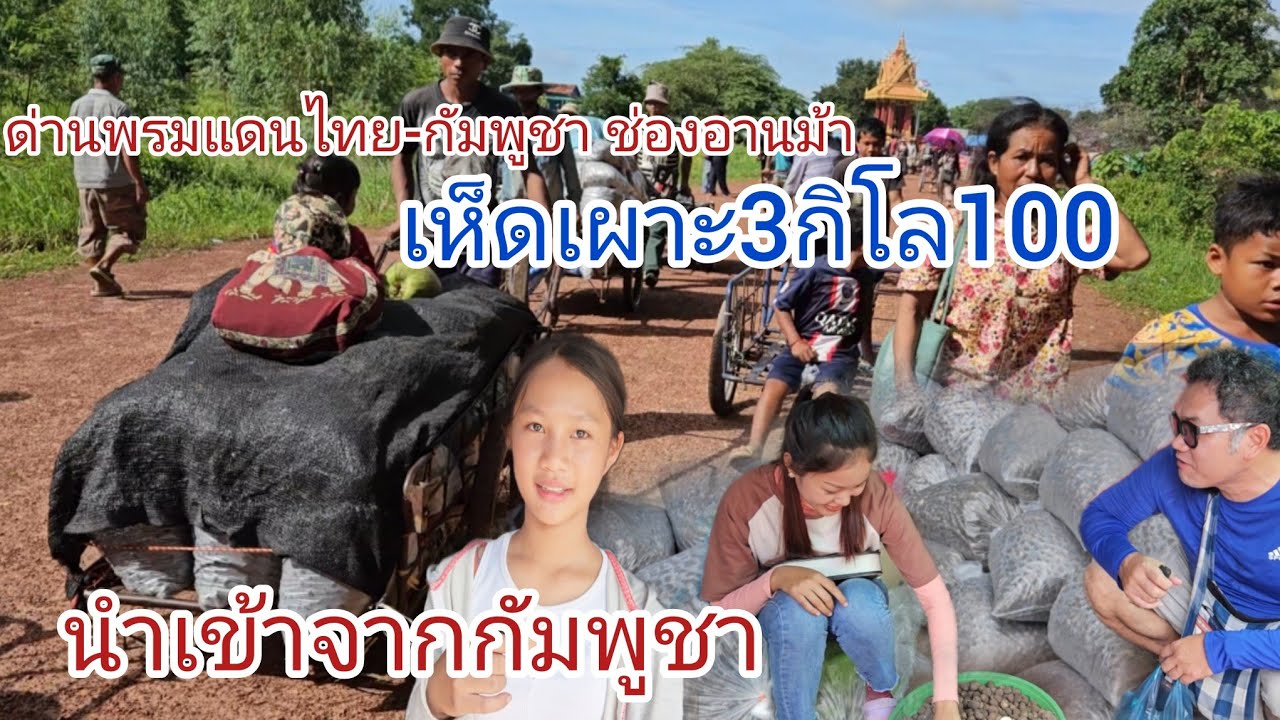 #เห็ดเผาะ นำเข้าจาก #กัมพูชา 3กิโล100ยังมีเยอะ!!!เข้าไทยวันล่ะ5-10ตัน..#ด่านพรมแดน #ช่องอานม้า