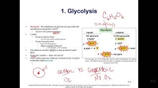 Chapter 7 Energy for Cells