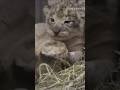 Lion cubs cuddling at the Buffalo Zoo. #shorts #shortsvideo