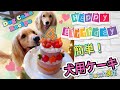 超簡単!犬用ケーキの作り方/犬の誕生日にブッチでケーキを手作り[DIY Dog Birthday Cake Recipe]