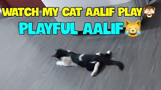 CAT AALIF FUNNY PLAYING VIDEOS by CAT LIFE 😸(Aalif) 226 views 2 years ago 3 minutes, 7 seconds