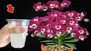 Налейте 1 стакан в корень! Здоровые корни и непрерывное цветение орхидей