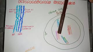 O que são cromossomos homólogos e células Haploides e diploides?