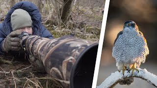 Hard REALITY of BIRD PHOTOGRAPHY  // Birds of prey in snow