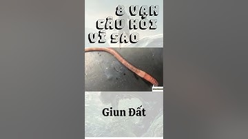 VÌ SAO MỘT CON GIUN ĐẤT KHI BỊ CẮT ĐÔI LẠI THÀNH HAI CON | Toan Tám Vạn