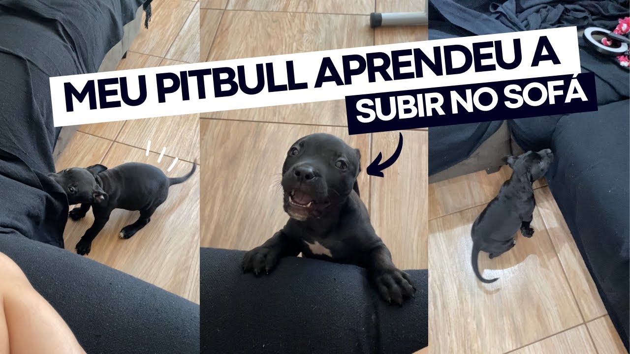 Cachorro de pitbull