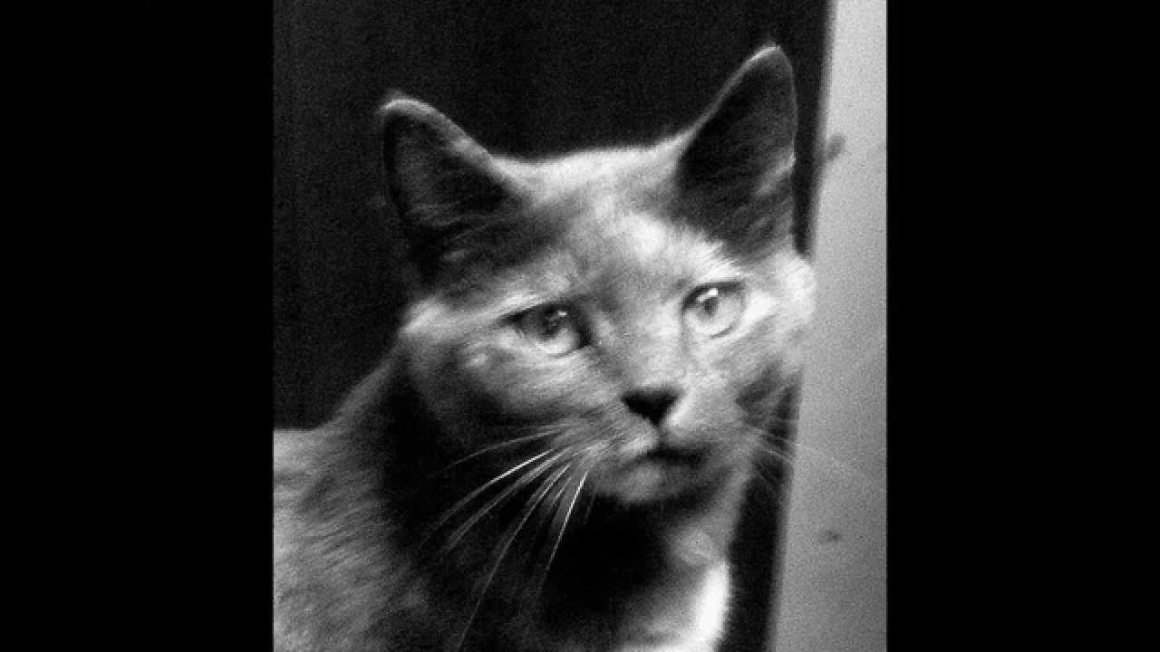 Mistigri Le Petit Chat Gris Youtube Mistigri Le Petit Chat Gris Youtube