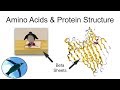Amino Acids and Levels of Protein Structure