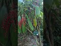 植物園2026/08/17