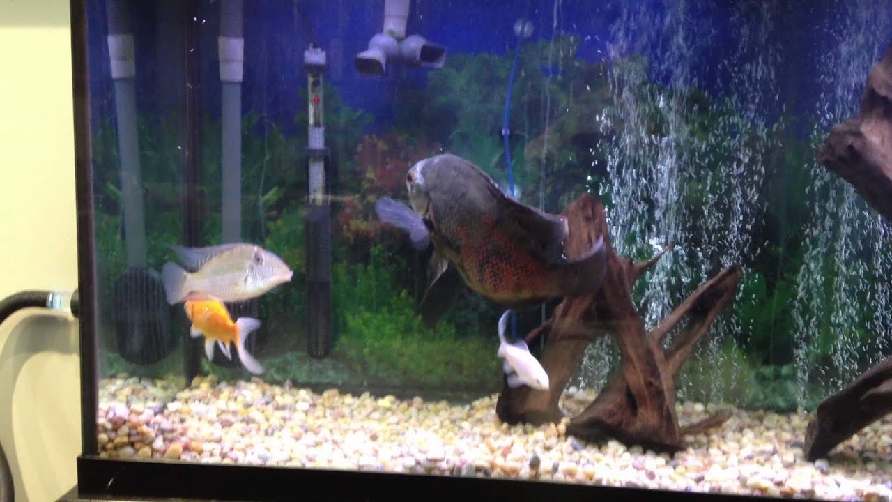 130 Gallon Freshwater Tank Youtube