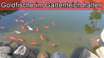 Wann muss man Goldfische füttern?