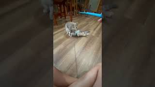 Video of adoptable pet named *Razzle-Dazzle Wealth