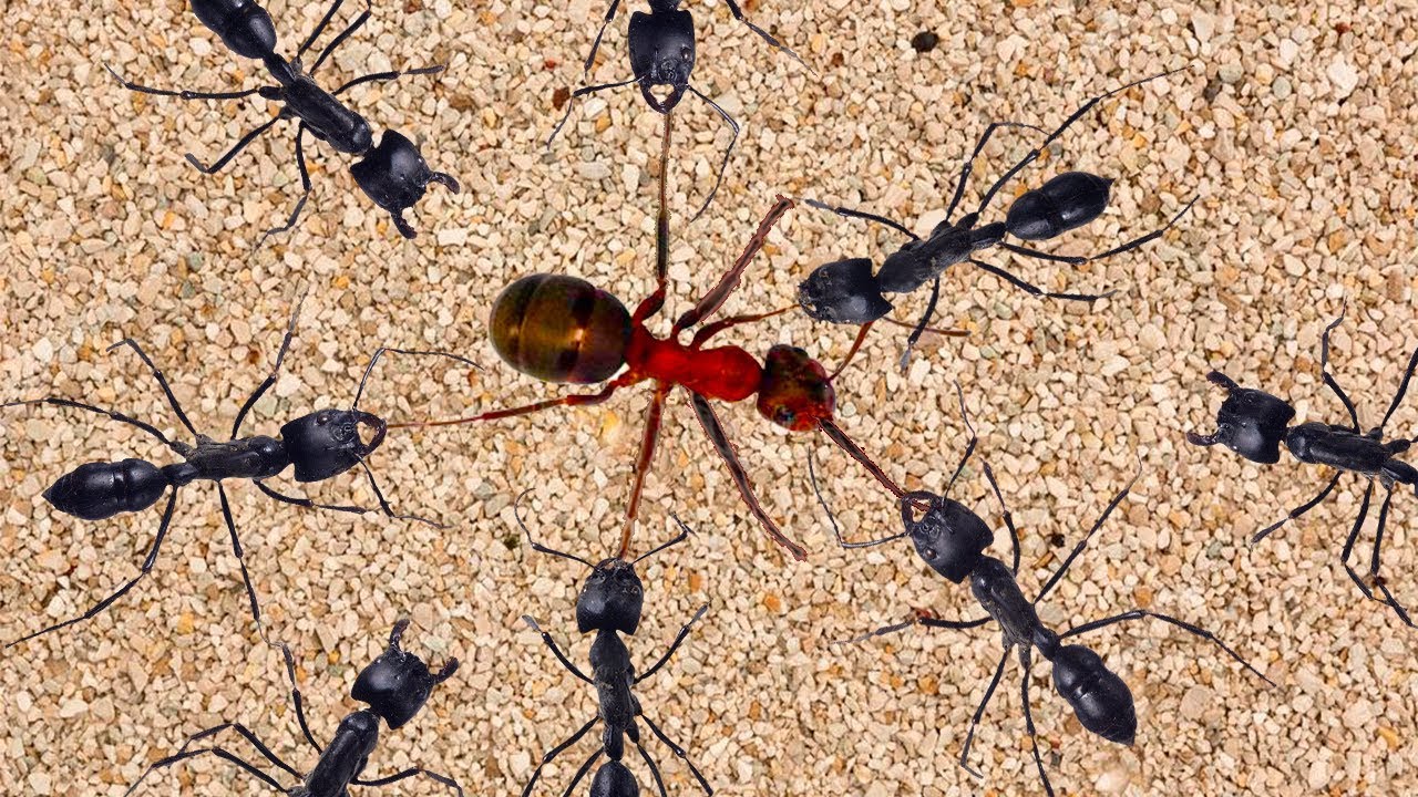 Несмотря на муравьиную склонность. Муравей битва. Муравьи атакуют. Черный муравей. Боевой муравей.