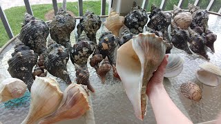 AMAZING shelling before and after a BIG storm on Sanibel!