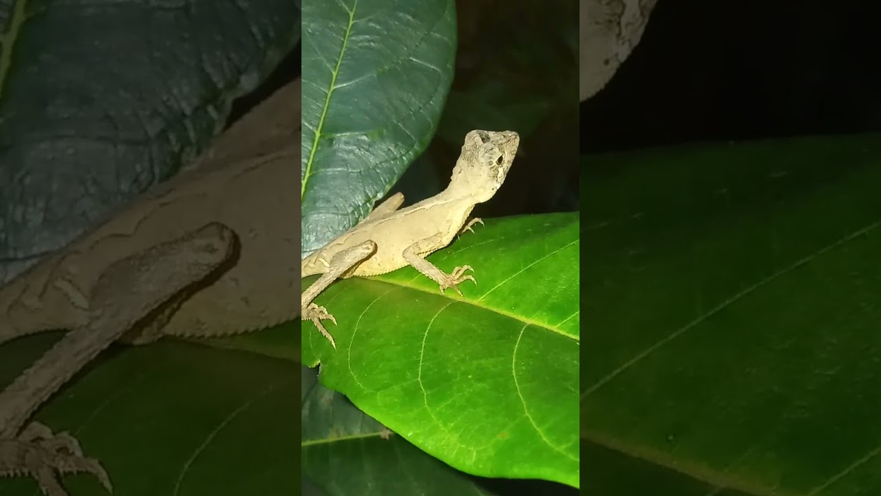 This lizard is getting ready for the night. #lizard #night #shorts