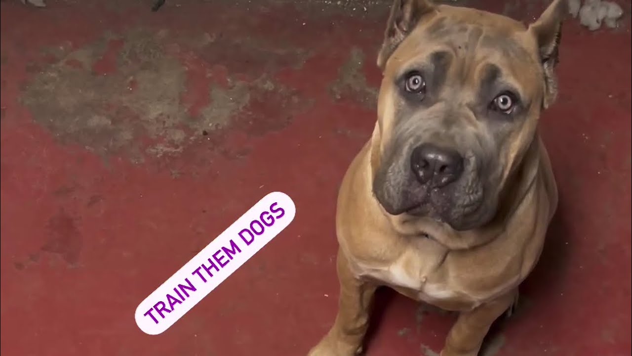 Feeding 4 cane Corsos raw chicken 😳🤦fypシ゚viral dog explore puppy