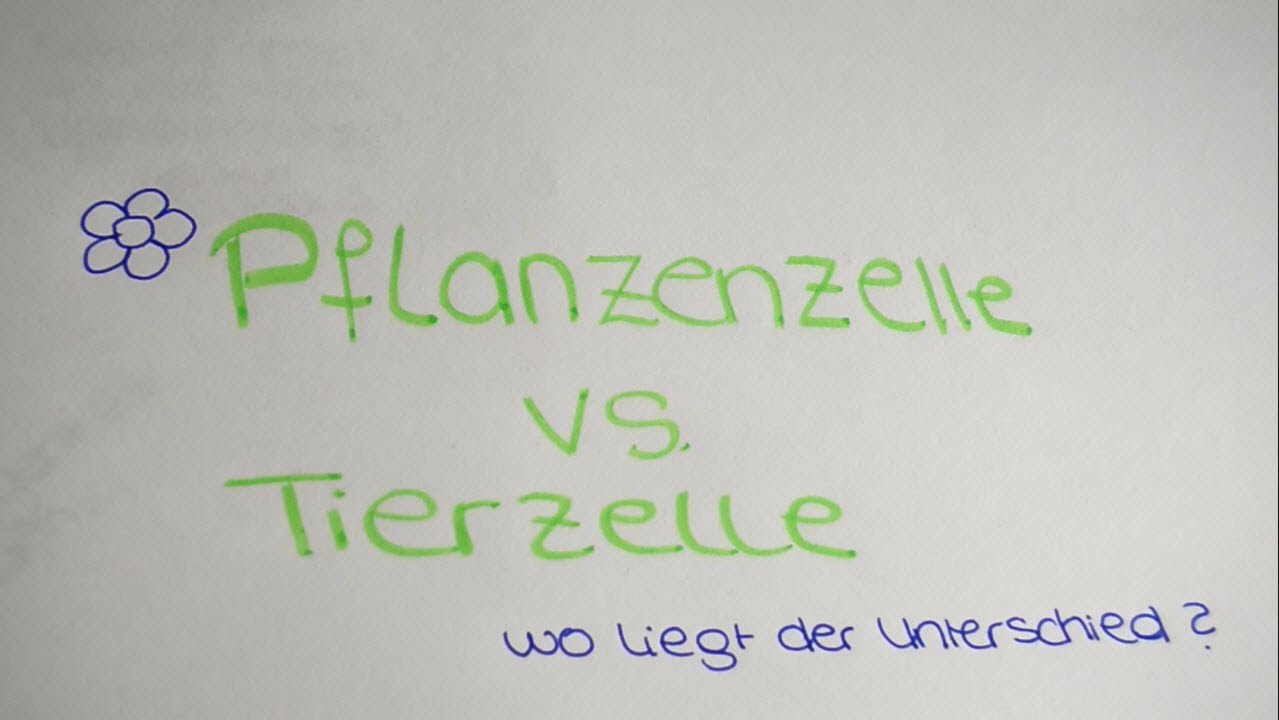 Unterschiede pflanzen und tierzelle