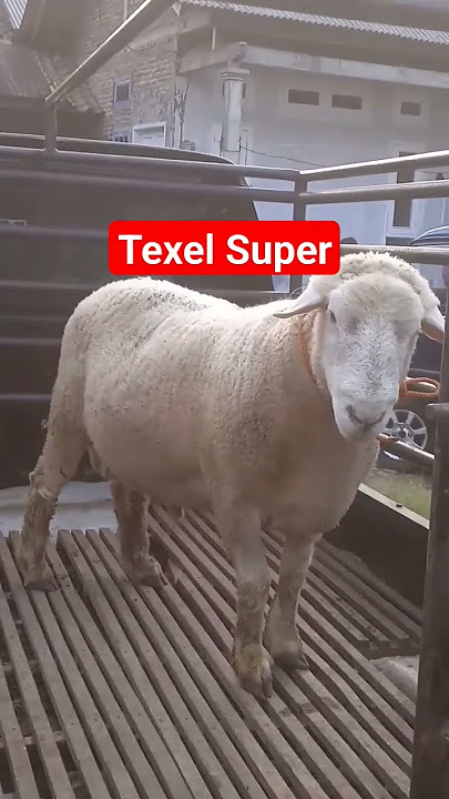 Domba Texel Super