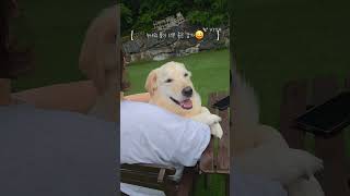 웃는 모습이 너무 이쁜 감자 #강아지 #애견영상 #goldenretriever