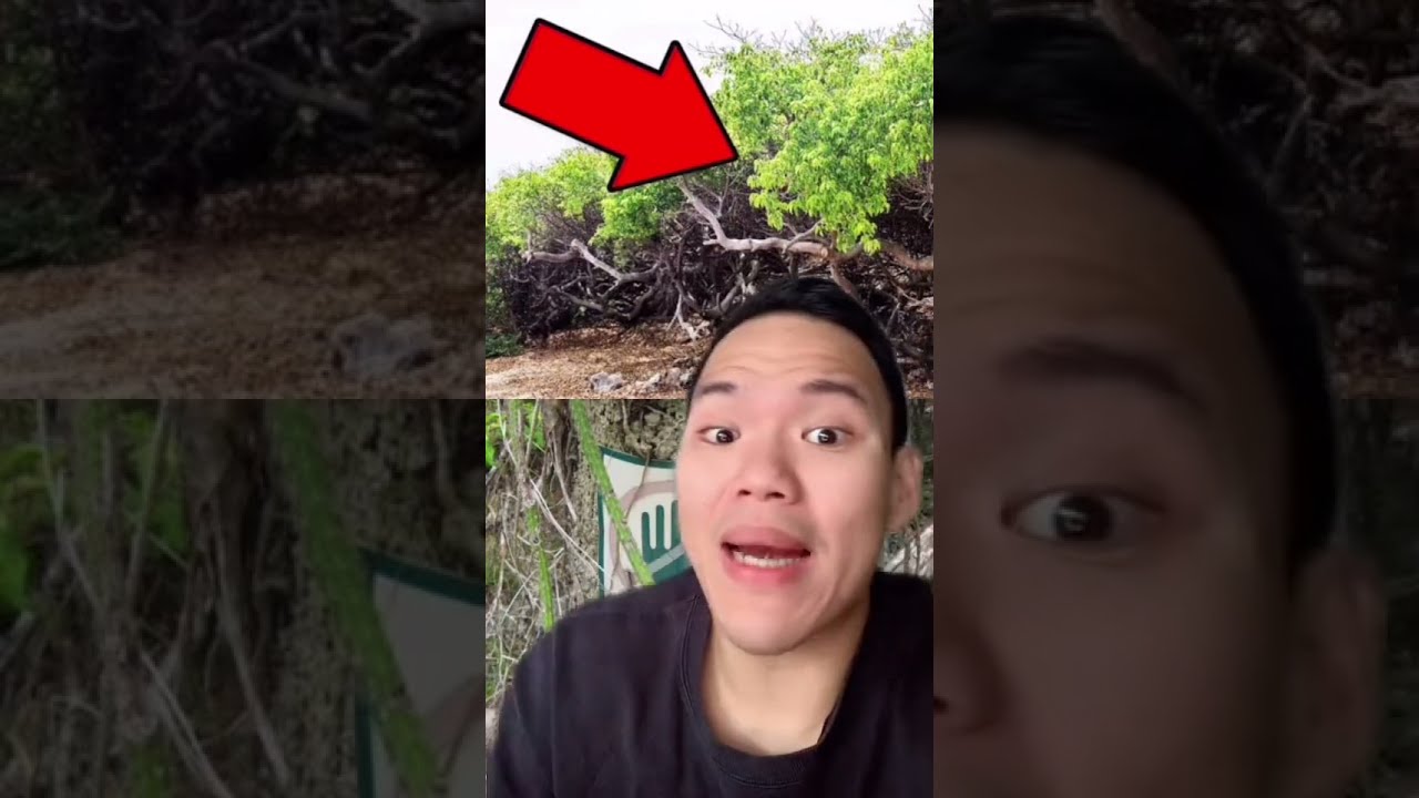 HATI-HATI KALO LIAT POHON INI, SEGERA LARI & KABUR!! | Auwepe 